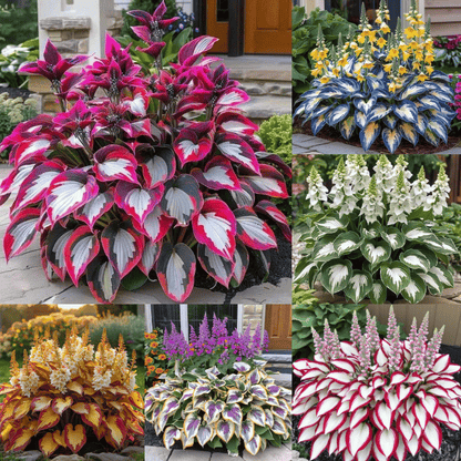 🔥Premium Rare Hosta Seeds🌿Shade-Tolerant Plant | Perfect for Beginners