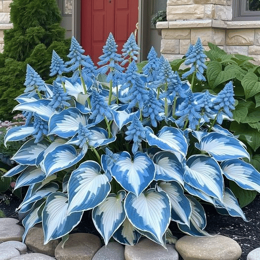 🔥Premium Rare Hosta Seeds🌿Shade-Tolerant Plant | Perfect for Beginners