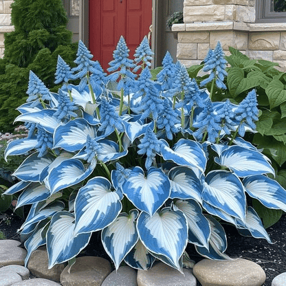 🔥Premium Rare Hosta Seeds🌿Shade-Tolerant Plant | Perfect for Beginners
