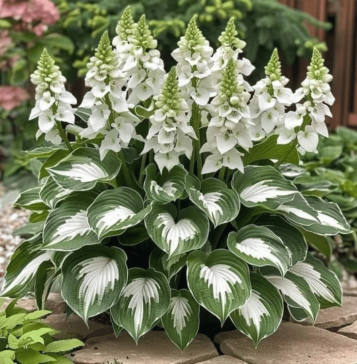 🔥Premium Rare Hosta Seeds🌿Shade-Tolerant Plant | Perfect for Beginners