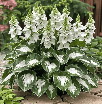 🔥Premium Rare Hosta Seeds🌿Shade-Tolerant Plant | Perfect for Beginners