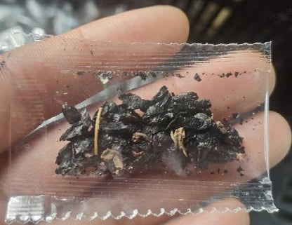 🔥Premium Rare Hosta Seeds🌿Shade-Tolerant Plant | Perfect for Beginners