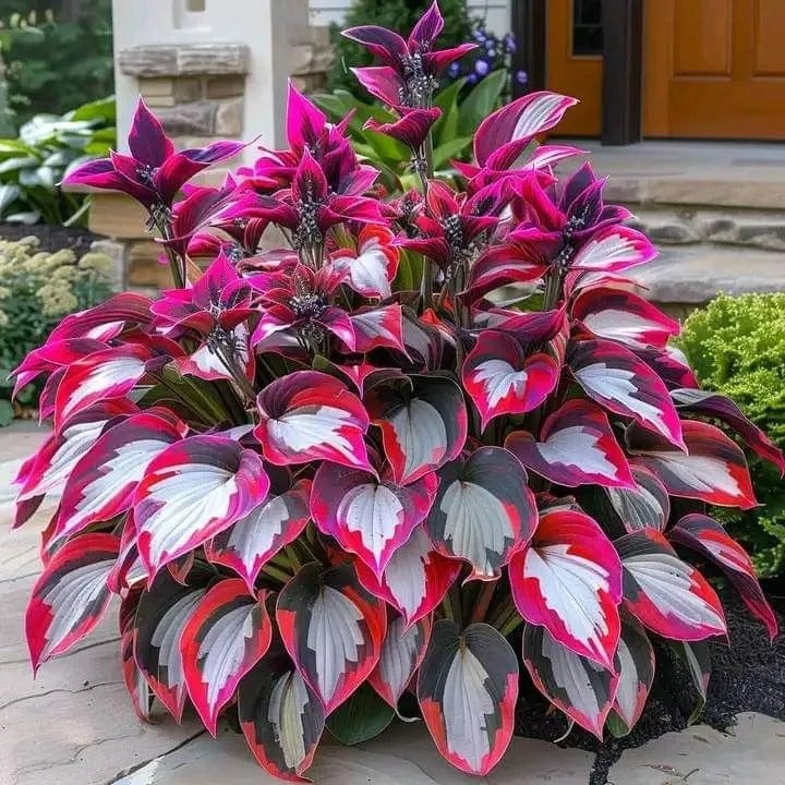 🔥Premium Rare Hosta Seeds🌿Shade-Tolerant Plant | Perfect for Beginners
