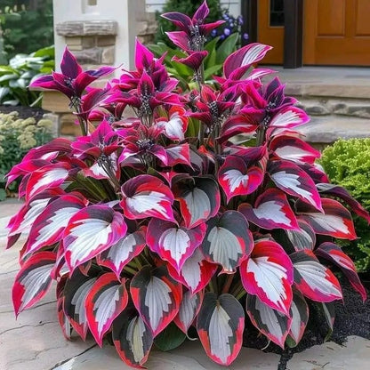 🔥Premium Rare Hosta Seeds🌿Shade-Tolerant Plant | Perfect for Beginners
