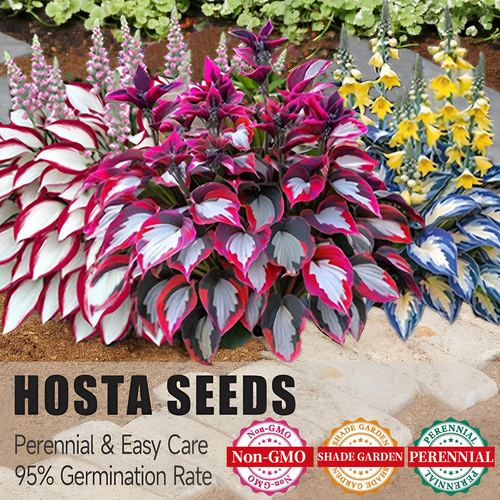 🔥Premium Rare Hosta Seeds🌿Shade-Tolerant Plant | Perfect for Beginners