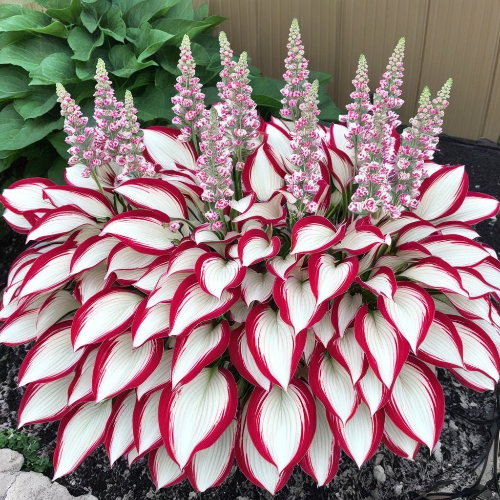 🔥Premium Rare Hosta Seeds🌿Shade-Tolerant Plant | Perfect for Beginners