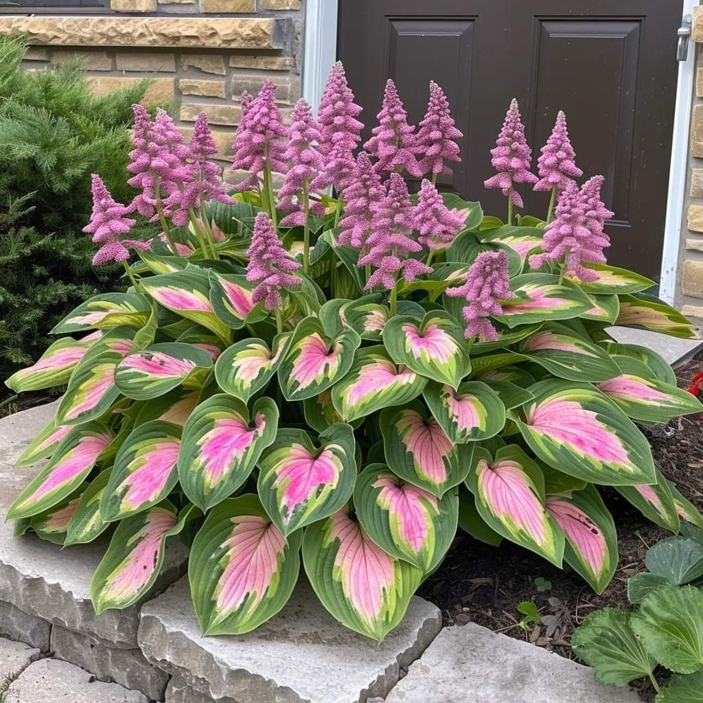 🔥Premium Rare Hosta Seeds🌿Shade-Tolerant Plant | Perfect for Beginners