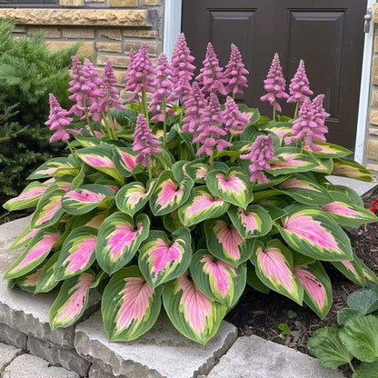 🔥Premium Rare Hosta Seeds🌿Shade-Tolerant Plant | Perfect for Beginners