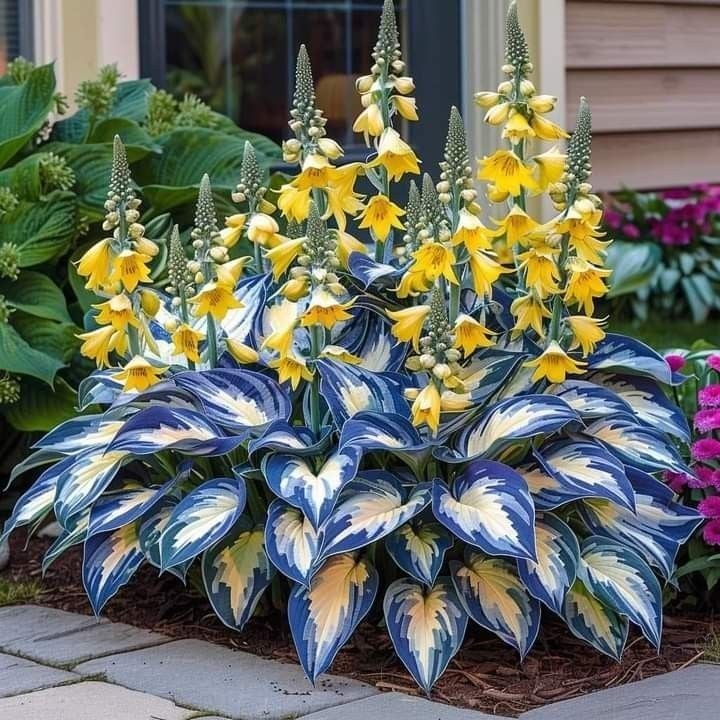 🔥Premium Rare Hosta Seeds🌿Shade-Tolerant Plant | Perfect for Beginners