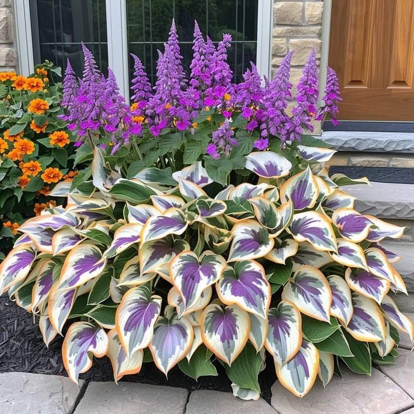 🔥Premium Rare Hosta Seeds🌿Shade-Tolerant Plant | Perfect for Beginners