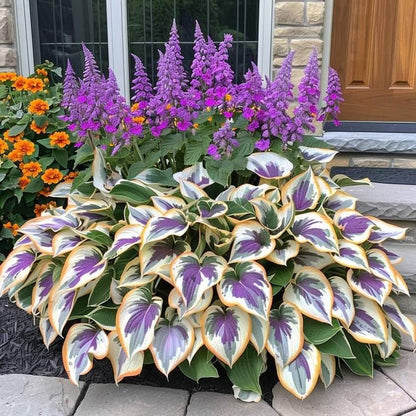 🔥Premium Rare Hosta Seeds🌿Shade-Tolerant Plant | Perfect for Beginners